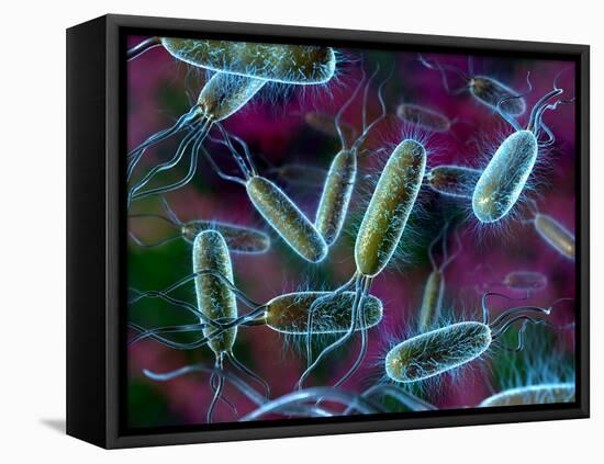 E. Coli Bacteria-David Mack-Framed Premier Image Canvas