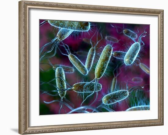 E. Coli Bacteria-David Mack-Framed Photographic Print