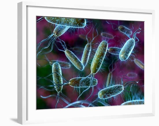 E. Coli Bacteria-David Mack-Framed Photographic Print