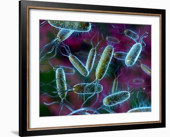 E. Coli Bacteria-David Mack-Framed Photographic Print