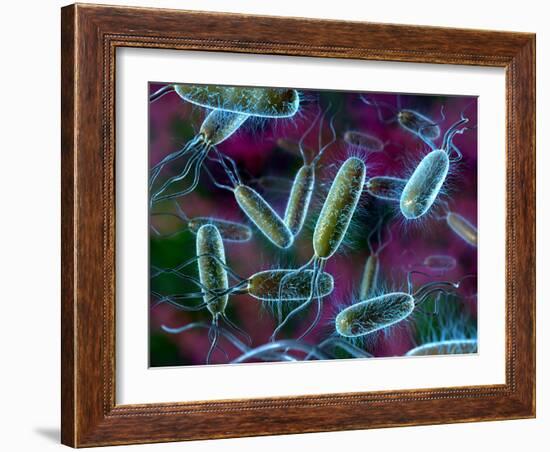 E. Coli Bacteria-David Mack-Framed Photographic Print