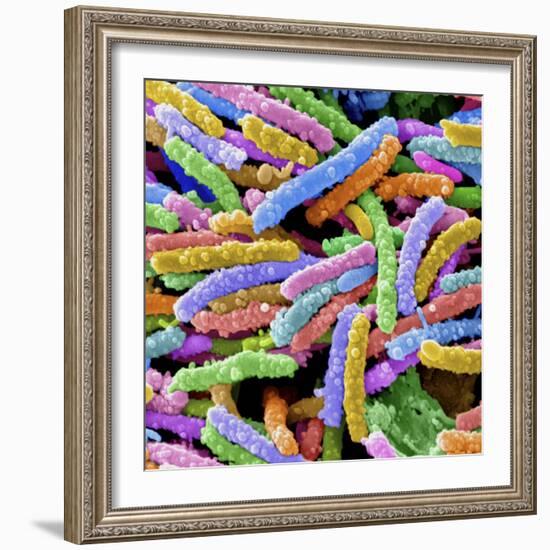 E. Coli Bacteria-null-Framed Photographic Print