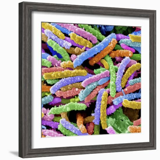 E. Coli Bacteria-null-Framed Photographic Print