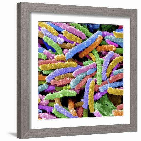 E. Coli Bacteria-null-Framed Photographic Print