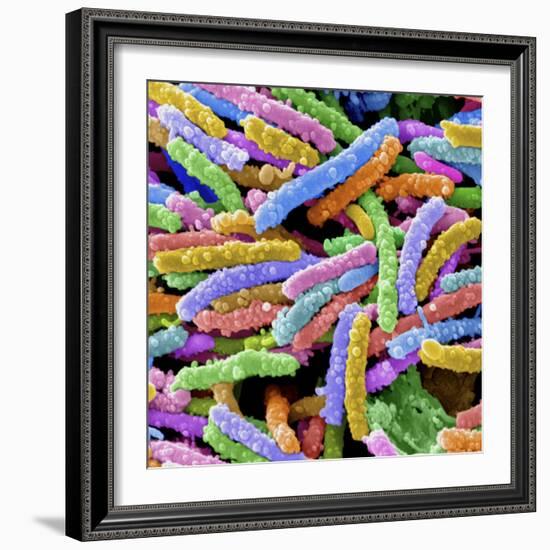 E. Coli Bacteria-null-Framed Photographic Print