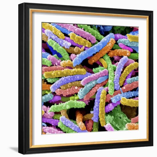 E. Coli Bacteria-null-Framed Photographic Print