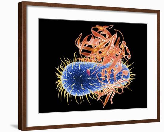 E. Coli EHEC Bacteria, Computer Artwork-PASIEKA-Framed Photographic Print