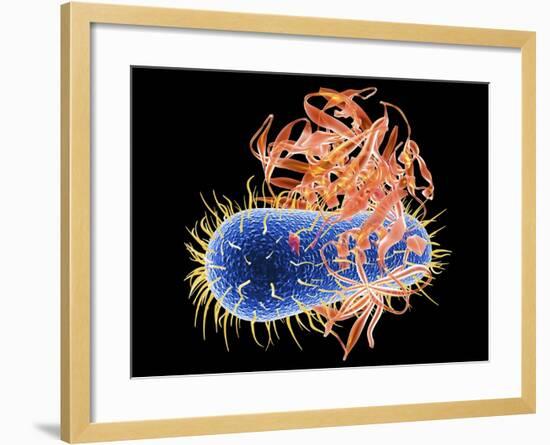 E. Coli EHEC Bacteria, Computer Artwork-PASIEKA-Framed Photographic Print