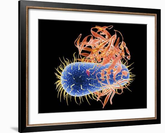 E. Coli EHEC Bacteria, Computer Artwork-PASIEKA-Framed Photographic Print