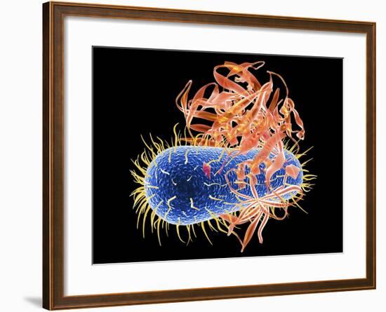 E. Coli EHEC Bacteria, Computer Artwork-PASIEKA-Framed Photographic Print