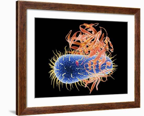 E. Coli EHEC Bacteria, Computer Artwork-PASIEKA-Framed Photographic Print