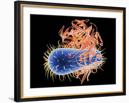 E. Coli EHEC Bacteria, Computer Artwork-PASIEKA-Framed Photographic Print