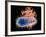 E. Coli EHEC Bacteria, Computer Artwork-PASIEKA-Framed Photographic Print