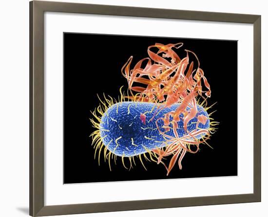 E. Coli EHEC Bacteria, Computer Artwork-PASIEKA-Framed Photographic Print