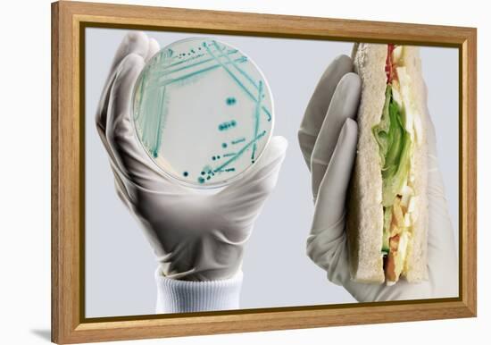 E. Coli Food Poisoning-Tim Vernon-Framed Premier Image Canvas