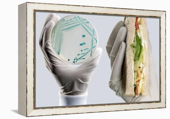 E. Coli Food Poisoning-Tim Vernon-Framed Premier Image Canvas