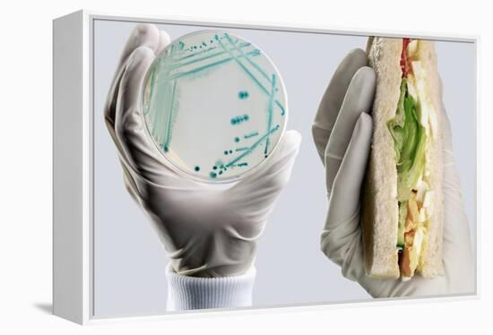 E. Coli Food Poisoning-Tim Vernon-Framed Premier Image Canvas
