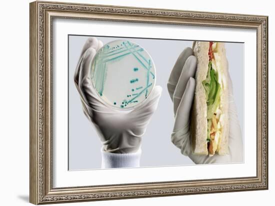 E. Coli Food Poisoning-Tim Vernon-Framed Photographic Print