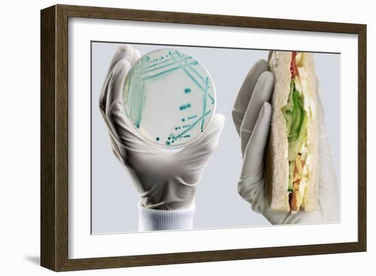 E. Coli Food Poisoning-Tim Vernon-Framed Photographic Print