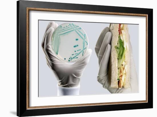 E. Coli Food Poisoning-Tim Vernon-Framed Photographic Print