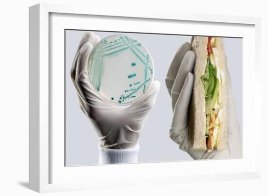 E. Coli Food Poisoning-Tim Vernon-Framed Photographic Print