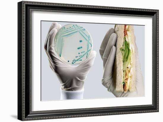 E. Coli Food Poisoning-Tim Vernon-Framed Photographic Print