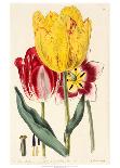 Pubescent-Stalked Tulip (1823 - 1829)-E^ Dalton Smith & Robert Sweet-Framed Art Print