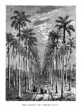 Avenue of Palm Trees, Cuba, 19th Century-E de Berard-Framed Giclee Print