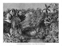 Botanical Garden, Saint-Pierre, Martinique, 19th Century-E de Berard-Framed Giclee Print