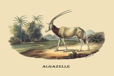 Algazelle-E.f. Noel-Framed Art Print
