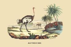 Autruche (Ostrich)-E.f. Noel-Art Print