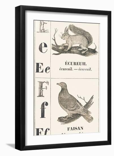 E F: Squirrel — Pheasant, 1850 (Engraving)-Louis Simon (1810-1870) Lassalle-Framed Giclee Print