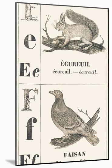 E F: Squirrel — Pheasant, 1850 (Engraving)-Louis Simon (1810-1870) Lassalle-Mounted Giclee Print