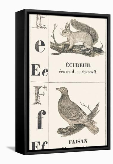 E F: Squirrel — Pheasant, 1850 (Engraving)-Louis Simon (1810-1870) Lassalle-Framed Premier Image Canvas