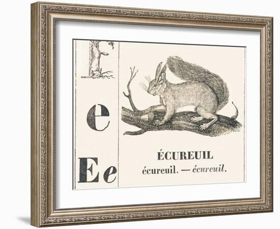 E for Squirrel, 1850 (Engraving)-Louis Simon (1810-1870) Lassalle-Framed Giclee Print