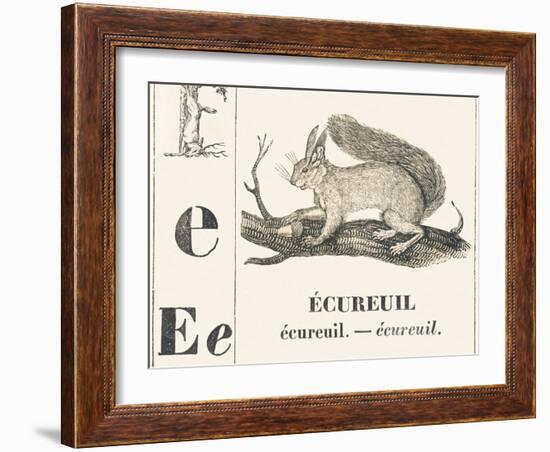 E for Squirrel, 1850 (Engraving)-Louis Simon (1810-1870) Lassalle-Framed Giclee Print