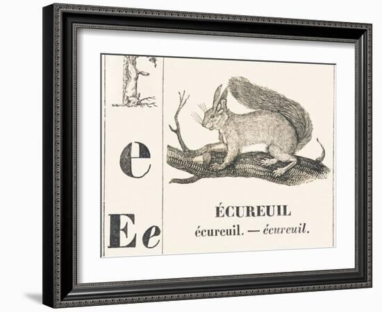 E for Squirrel, 1850 (Engraving)-Louis Simon (1810-1870) Lassalle-Framed Giclee Print