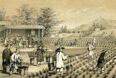 Culture and Preparation of Tea, China, 1847-E Gilks-Mounted Giclee Print