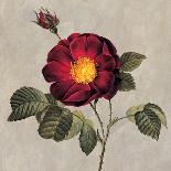 Pink Peony-E. Lopez-Art Print