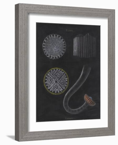 E Miliaris and E Sphaera: Sea Urchin-Philip Henry Gosse-Framed Giclee Print