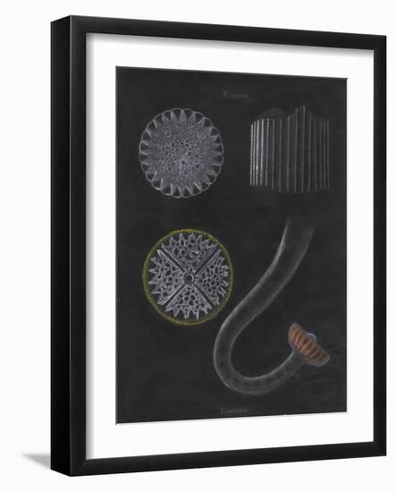 E Miliaris and E Sphaera: Sea Urchin-Philip Henry Gosse-Framed Giclee Print