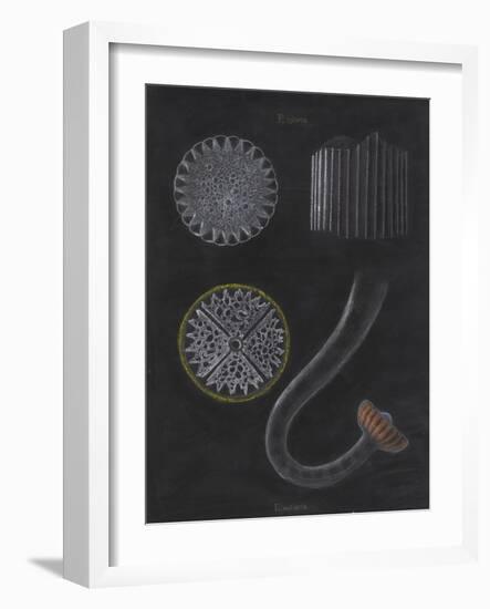E Miliaris and E Sphaera: Sea Urchin-Philip Henry Gosse-Framed Giclee Print