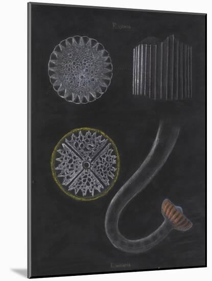 E Miliaris and E Sphaera: Sea Urchin-Philip Henry Gosse-Mounted Giclee Print