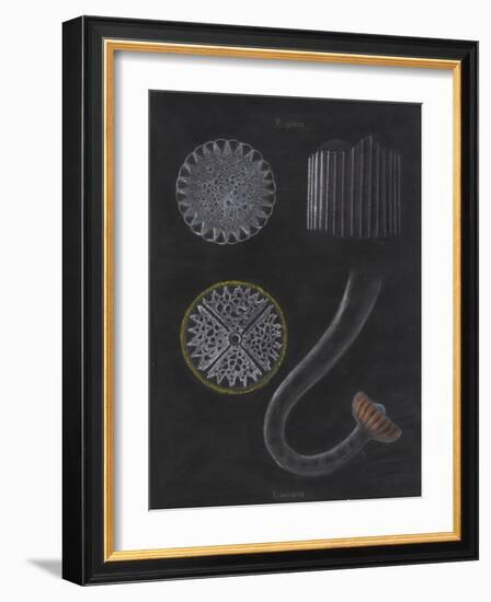 E Miliaris and E Sphaera: Sea Urchin-Philip Henry Gosse-Framed Giclee Print