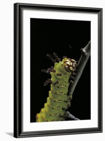 Eacles Imperialis (Imperial Moth) - Caterpillar Portrait-Paul Starosta-Framed Photographic Print