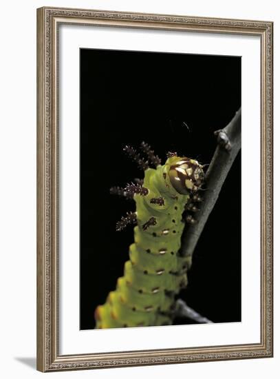 Eacles Imperialis (Imperial Moth) - Caterpillar Portrait-Paul Starosta-Framed Photographic Print