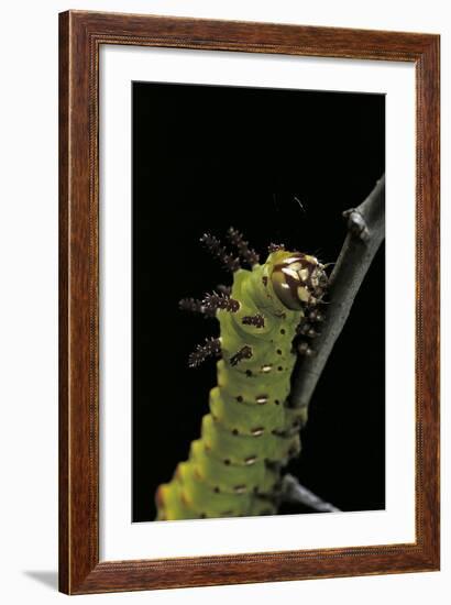 Eacles Imperialis (Imperial Moth) - Caterpillar Portrait-Paul Starosta-Framed Photographic Print