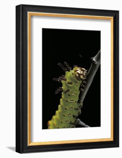 Eacles Imperialis (Imperial Moth) - Caterpillar Portrait-Paul Starosta-Framed Photographic Print