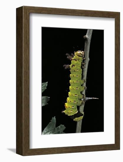 Eacles Imperialis (Imperial Moth) - Caterpillar-Paul Starosta-Framed Photographic Print