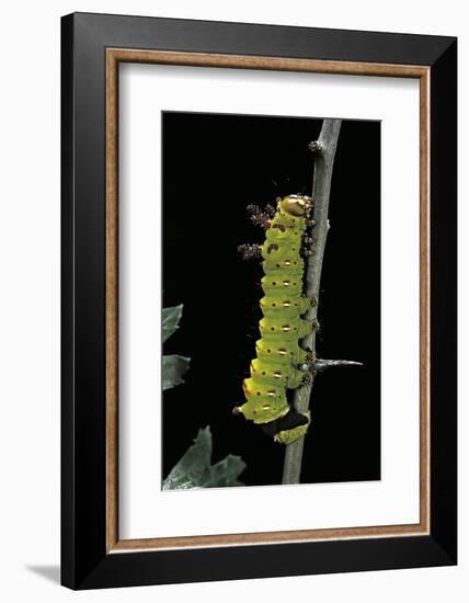 Eacles Imperialis (Imperial Moth) - Caterpillar-Paul Starosta-Framed Photographic Print